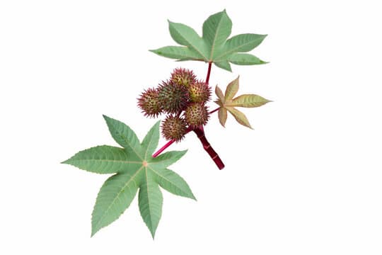 Scientifically called as Ricinus communis, the castor plant is a multipurpose herb with a long history of usage across many civilizations. This plant, which has been grown for millennia for its therapeutic qualities—especially its oil—is recognized for its unusually prickly seed pods and huge, vivid leaves. Although there are many advantages to the castor plant, there are also some concerns involved, especially because of the toxicity of its seeds. This article examines the health advantages and drawbacks of the castor plant, paying particular attention to potential impacts on women, as well as the plant's spiritual importance. castor plant images